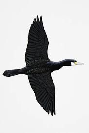 Attēlu rezultāti vaicājumam “Phalacrocorax carbo adult”