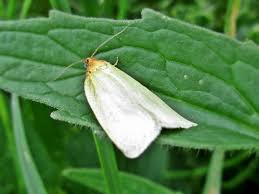 Attēlu rezultāti vaicājumam “Aphelia paleana”