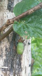 Attēlu rezultāti vaicājumam “Actinidia kolomikta fruit”