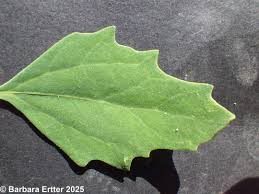 Attēlu rezultāti vaicājumam “Chenopodium album leaf”