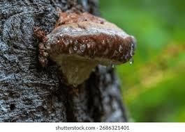 Attēlu rezultāti vaicājumam “Phellinus ferrugineofuscus”
