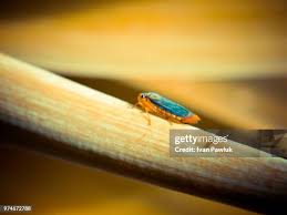 Attēlu rezultāti vaicājumam “Cicadella viridis”