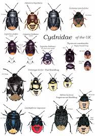 Attēlu rezultāti vaicājumam “Cydnidae”