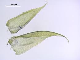 Attēlu rezultāti vaicājumam “Hypnum jutlandicum”