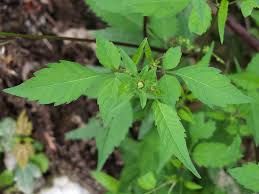 Attēlu rezultāti vaicājumam “Bidens frondosa leaf”