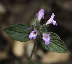 Attēlu rezultāti vaicājumam “Clinopodium vulgare leaf”