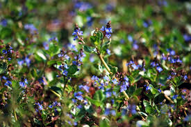 Attēlu rezultāti vaicājumam “Veronica beccabunga leaf”