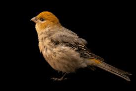 Image result for Pinicola enucleator