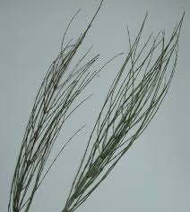 Attēlu rezultāti vaicājumam “Equisetum palustre”