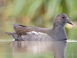 Attēlu rezultāti vaicājumam “Gallinula chloropus adult”