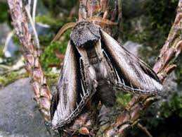 Attēlu rezultāti vaicājumam “Pheosia tremula”