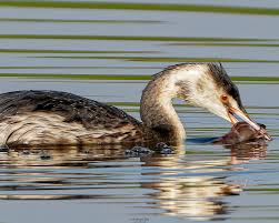 Attēlu rezultāti vaicājumam “Podiceps cristatus juvenile”