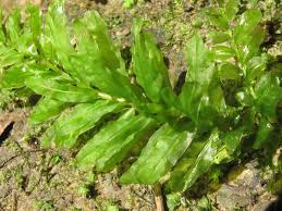 Attēlu rezultāti vaicājumam “Plagiomnium undulatum”