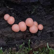 Attēlu rezultāti vaicājumam “Lycogala cf. fossiculatum young”