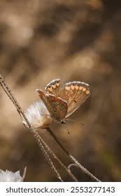 Attēlu rezultāti vaicājumam “Polyommatinae”