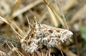 Attēlu rezultāti vaicājumam “Diasemia reticularis”