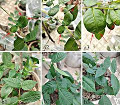 Attēlu rezultāti vaicājumam “Juglans x sinensis leaf”