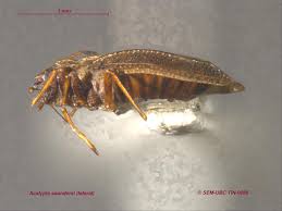 Attēlu rezultāti vaicājumam “Acalypta carinata”