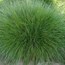 Attēlu rezultāti vaicājumam “Festuca rubra subsp. rubra fruit”