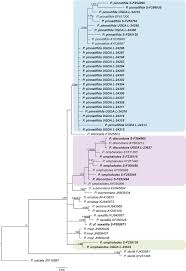 Attēlu rezultāti vaicājumam “Parmelia submontana”