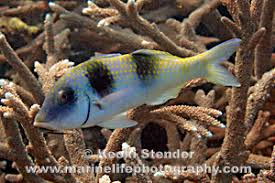 Image result for Parupeneus trifasciatus