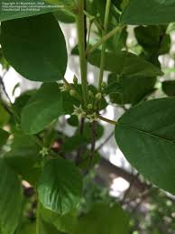 Attēlu rezultāti vaicājumam “Frangula alnus flower”