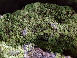 Attēlu rezultāti vaicājumam “Chaenotheca trichialis”