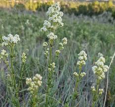 Attēlu rezultāti vaicājumam “Galium boreale bud”