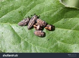 Attēlu rezultāti vaicājumam “Adalia bipunctata larva”