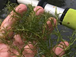 Attēlu rezultāti vaicājumam “Najas flexilis”