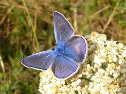 Attēlu rezultāti vaicājumam “Polyommatus icarus male”
