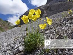 Image result for Alpenmohn