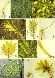 Attēlu rezultāti vaicājumam “Fissidens arnoldii macro”