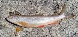 Image result for Salvelinus alpinus oquassa