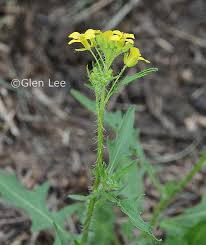 Attēlu rezultāti vaicājumam “Sisymbrium loeselii flower”