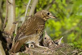 Attēlu rezultāti vaicājumam “Turdus philomelos juvenile”