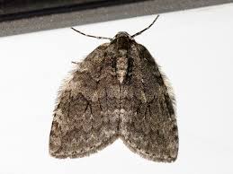 Attēlu rezultāti vaicājumam “Epirrita sp.”