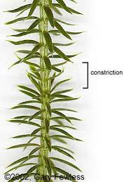 Attēlu rezultāti vaicājumam “Lycopodium annotinum”