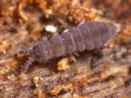 Attēlu rezultāti vaicājumam “Hypogastrura sp.”