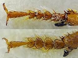 Attēlu rezultāti vaicājumam “Diachromus germanus”
