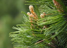 Attēlu rezultāti vaicājumam “Pinus mugo fruit”