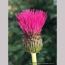 Attēlu rezultāti vaicājumam “Cirsium x rigens flower”