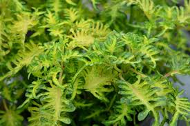 「綠羽毛」的圖片搜尋結果