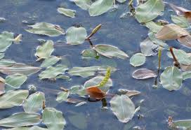 Attēlu rezultāti vaicājumam “Potamogeton natans leaf”