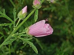 Image result for Malva alcea