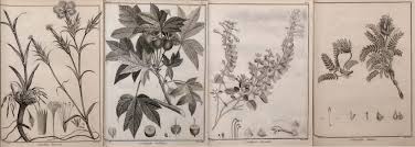 Attēlu rezultāti vaicājumam “Libanotis montana”