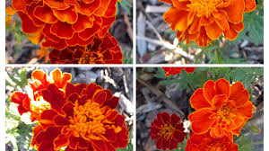Attēlu rezultāti vaicājumam “Tagetes flower”