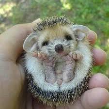 Image result for Igel