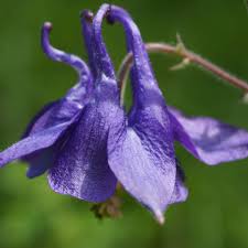 Attēlu rezultāti vaicājumam “Aquilegia vulgaris flower”