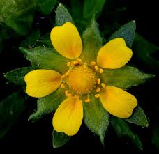 Attēlu rezultāti vaicājumam “Potentilla norvegica flower”